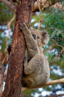 Koala - Phascolarctos cinereus o2997